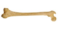Sports Equipment Insurance