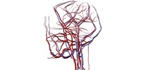 Understanding Thermo Regulation.