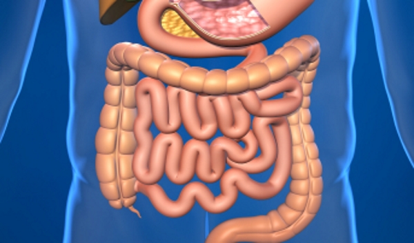 arteries-of-the-human-body