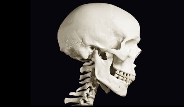 an example of a flat bone would be the