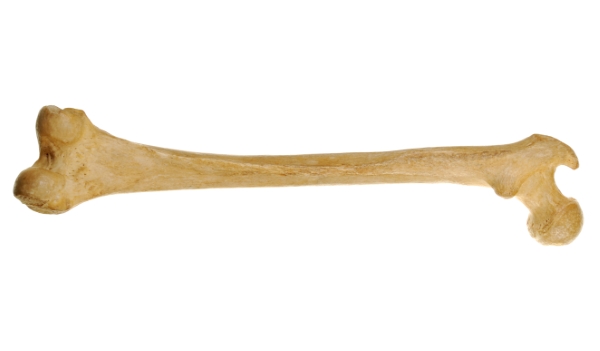 long bones flat bones