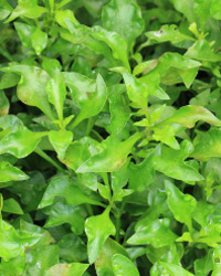 leafy greens
